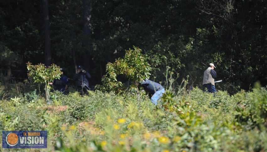 Dependencias realizan desmantelamiento de huerta de aguacate   