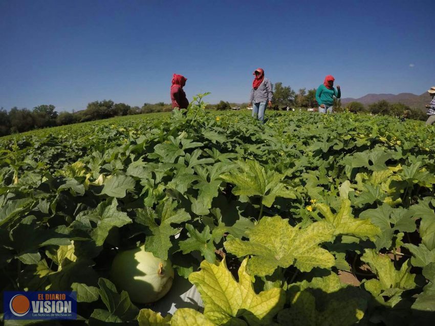 Zicuirán realizará por quinto año consecutivo La Feria del Melón 