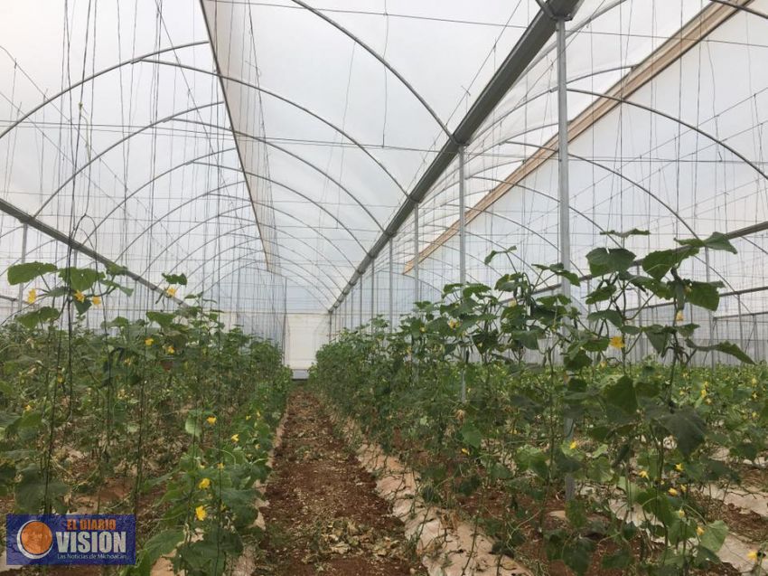 Mujeres emprendedoras de Michoacán,con apoyo de INAES,logran exportar pepino persa a USA