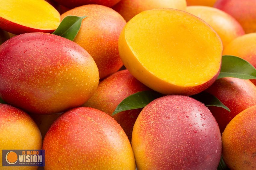 Aumenta la exportación de mango a Estados Unidos, Canadá y Europa: Monica Sánchez Cachú 