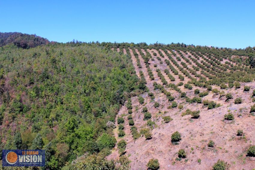 En nuevo operativo se desmantelan 90 hectáreas de aguacate en la región oriente de Michoacán 