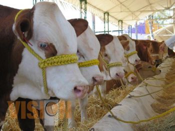 Este sábado, 24 de abril, inicia la Expo Feria Ganadera 2010