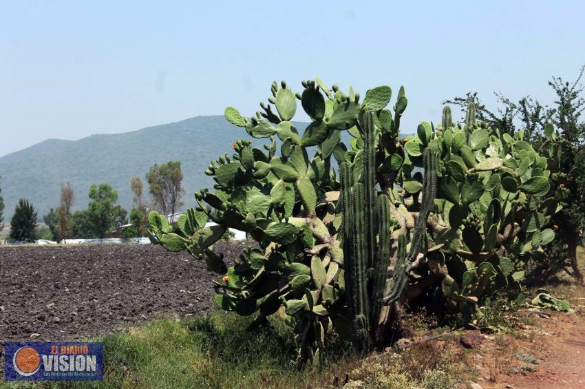 Inicia en Zacapu la producción de nopal en Tarejero