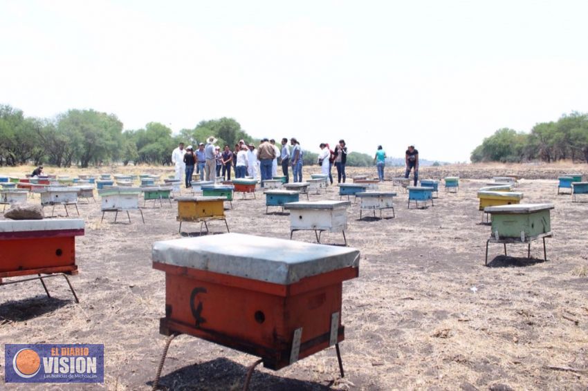 Michoacán, con nueva reserva ecológica para proteger a las abejas