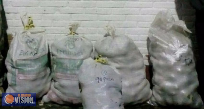 Asegura SSP 146 kilos de aguacate en Tingambato