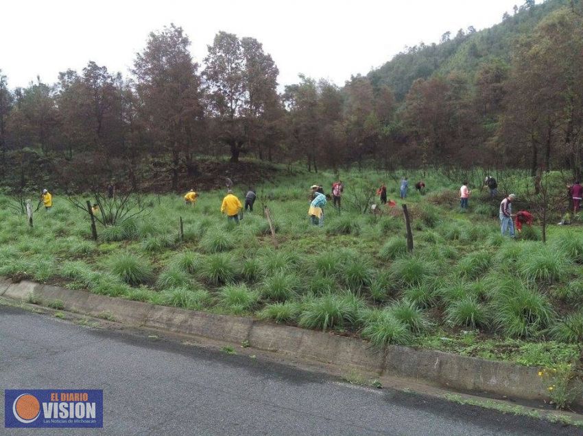 Realizan reforestación en Paracho en pro del rescate de la biodiversidad 
