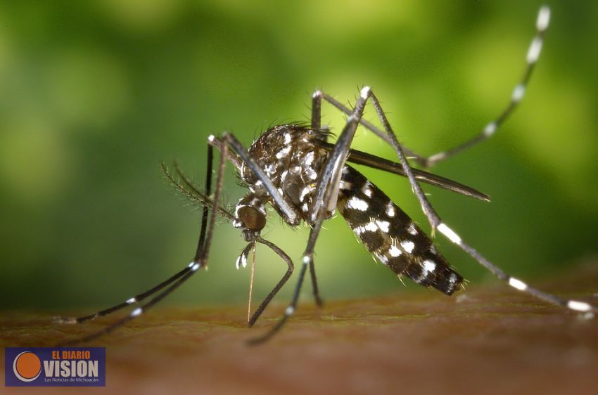 SSM intensifica acciones contra dengue, zika y chikungunya por temporada de lluvias