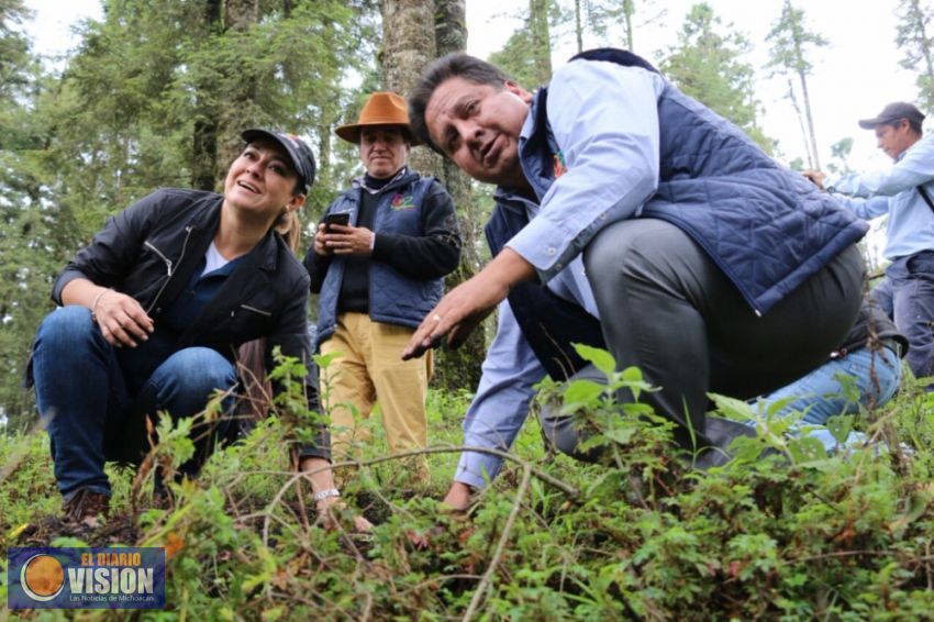 Reforestan Sierra Chincua, Santuario de la mariposa Monarca