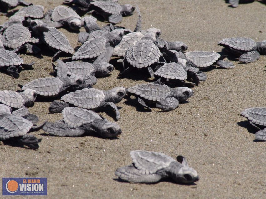 Inicia arribo de tortugas a la Costa michoacana: Sectur