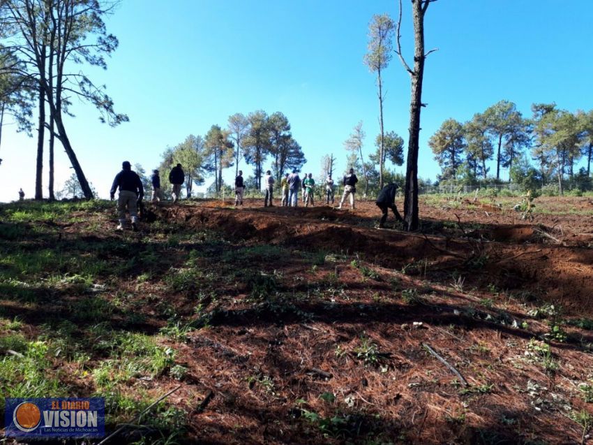 Avanza reforestación en Morelia