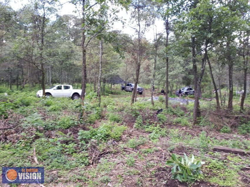 Mesa de Seguridad Ambiental interviene plantación de aguacate en ANP El Zapien 