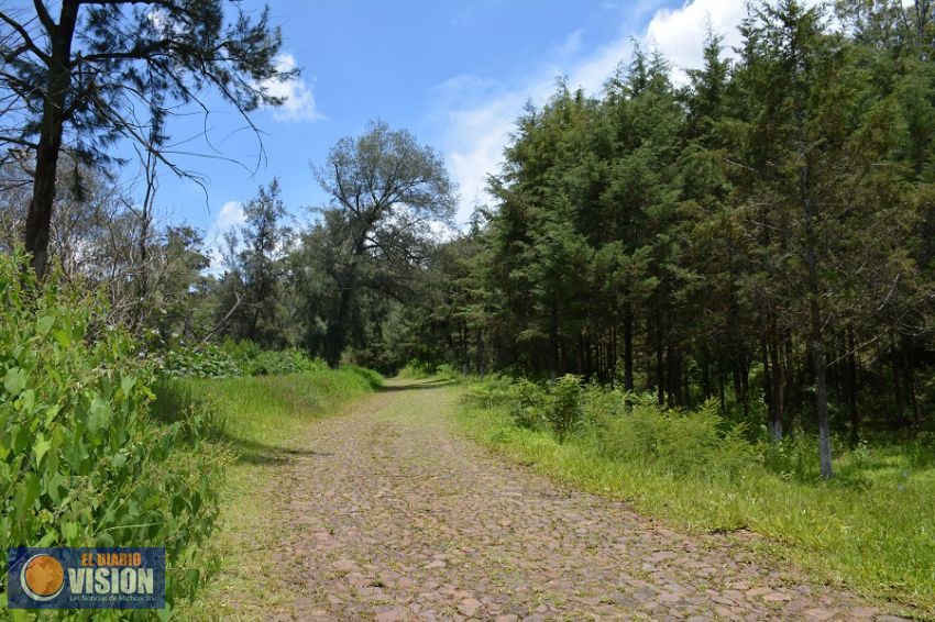 Inician en Páztcuaro campaña de reforestación 