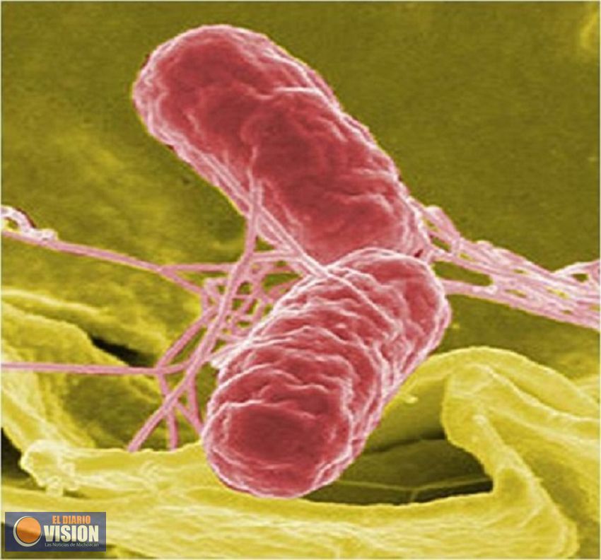 Emite SSM recomendaciones para prevenir salmonelosis e intoxicaciones