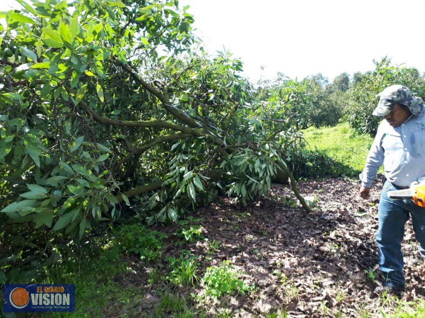 Mesa de Seguridad Ambiental recupera área forestal en El Zapien