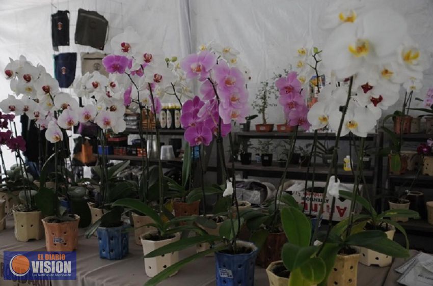 El Festival de la Orquídea prepara su Pre Apertura