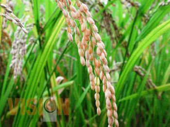 Nuevo Urecho, líder en producción de arroz en Michoacán