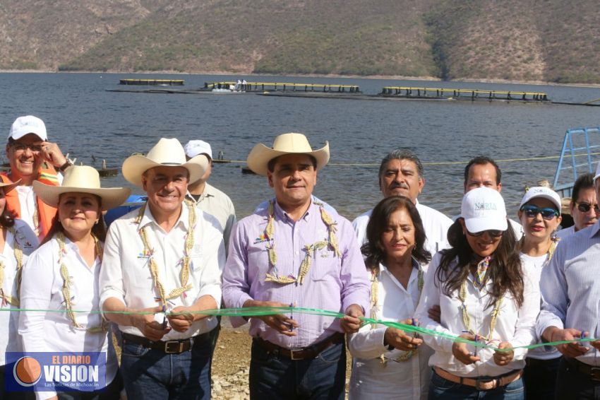 Arrancan Gobernador y Sagarpa criadero de tilapia en Presa de Infiernillo