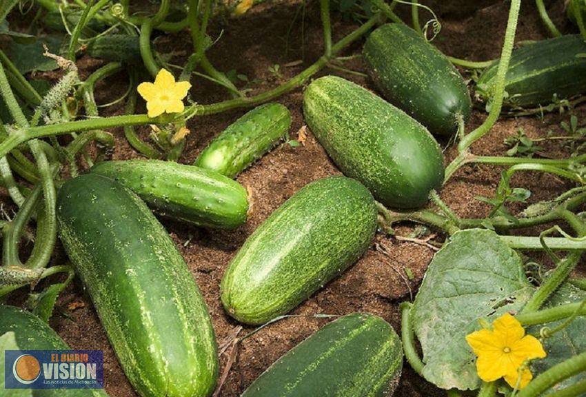 Michoacán, tercer productor de pepino a nivel nacional: Sigala