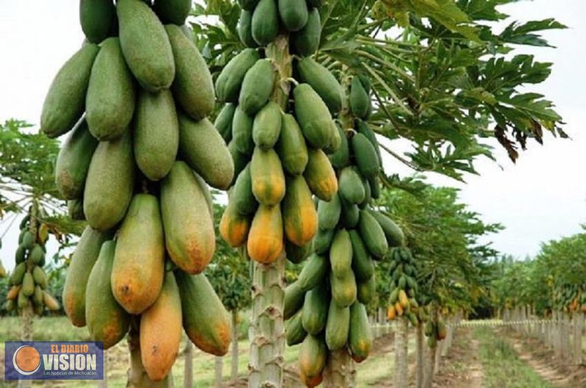 Michoacán, quinto productor nacional de papaya: Sigala