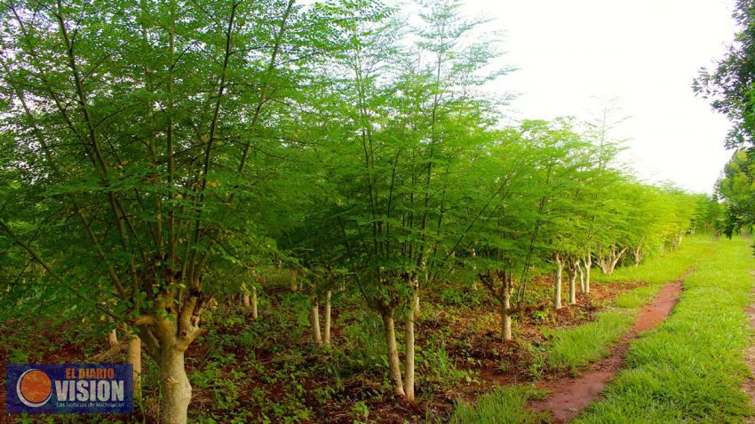 Michoacán, líder nacional en producción de moringa: Sedrua