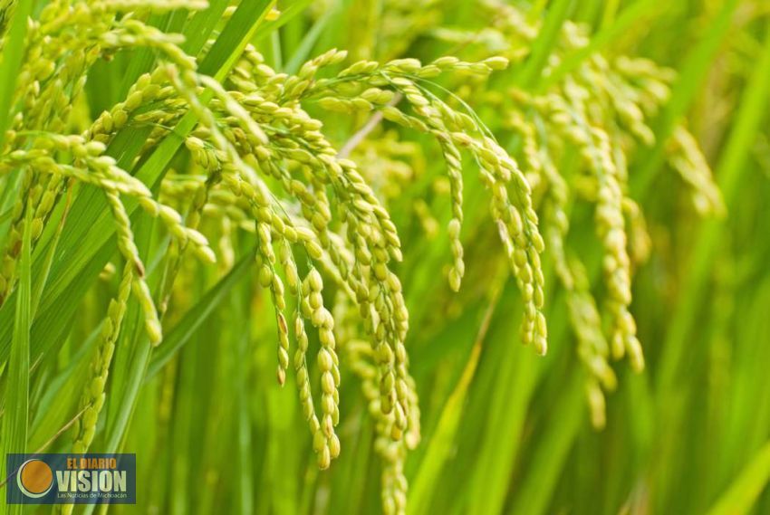 Impulsa Sedrua cultivo de nueva variedad de arroz: Sigala