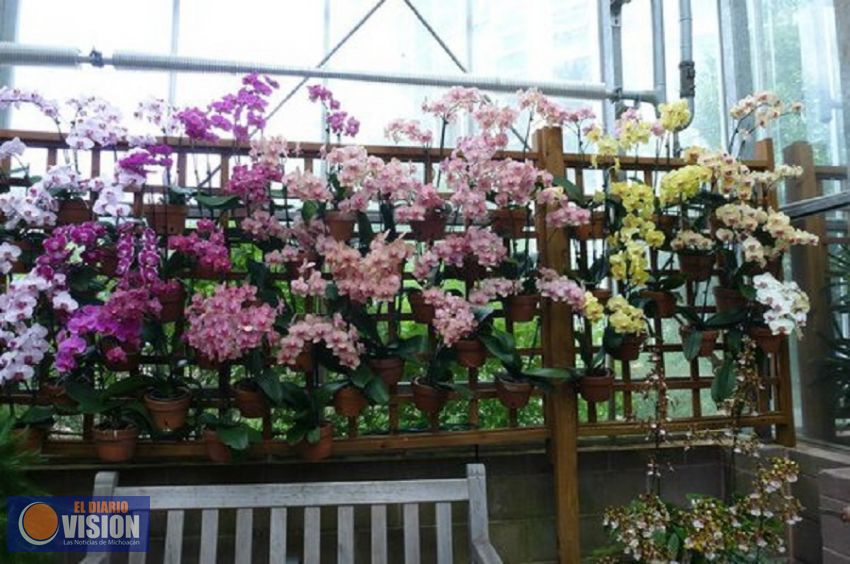 Más de 25 mil orquídeas, listas para ser comercializadas: Sigala