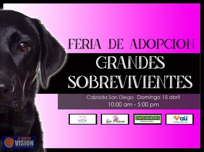 Domingo 15 de abril, Feria de adopción canina “Grandes sobrevivientes”