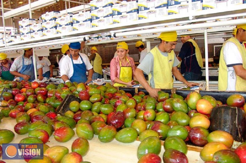 Aumenta exportación de cinco frutos michoacanos