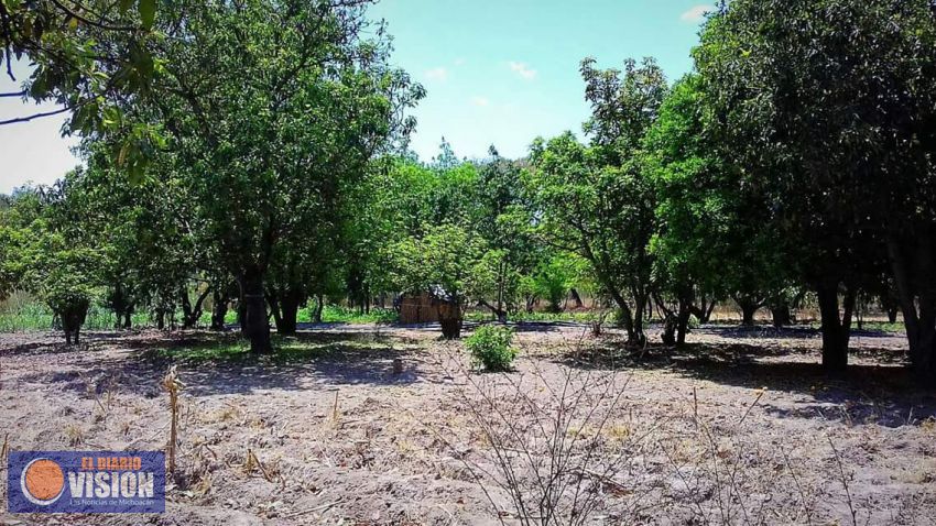 Cero tolerancia a quien dañe los bosques, advierte el Gobierno del Estado