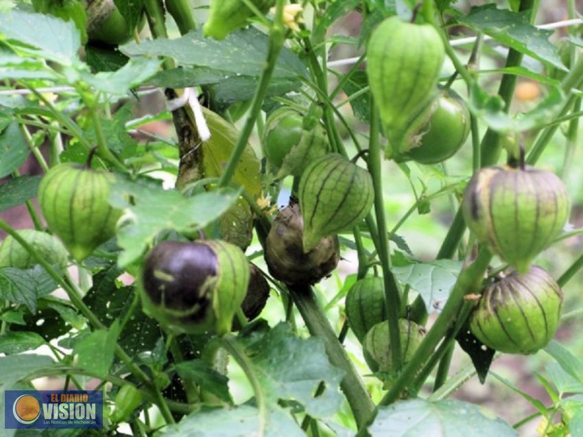 Michoacán, tercer productor nacional de tomate verde: Sedrua