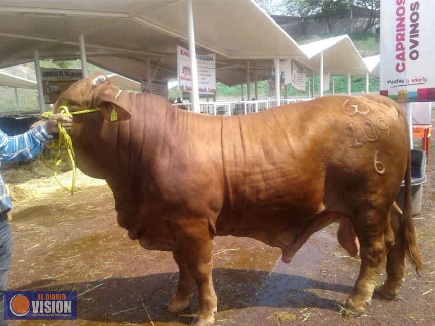Inicia exposión de ganado suizo en la Expo Fiesta Michoacán