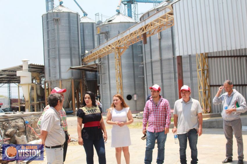 Tecnificación, pilar para superar  producción deficitaria de arroz en México 