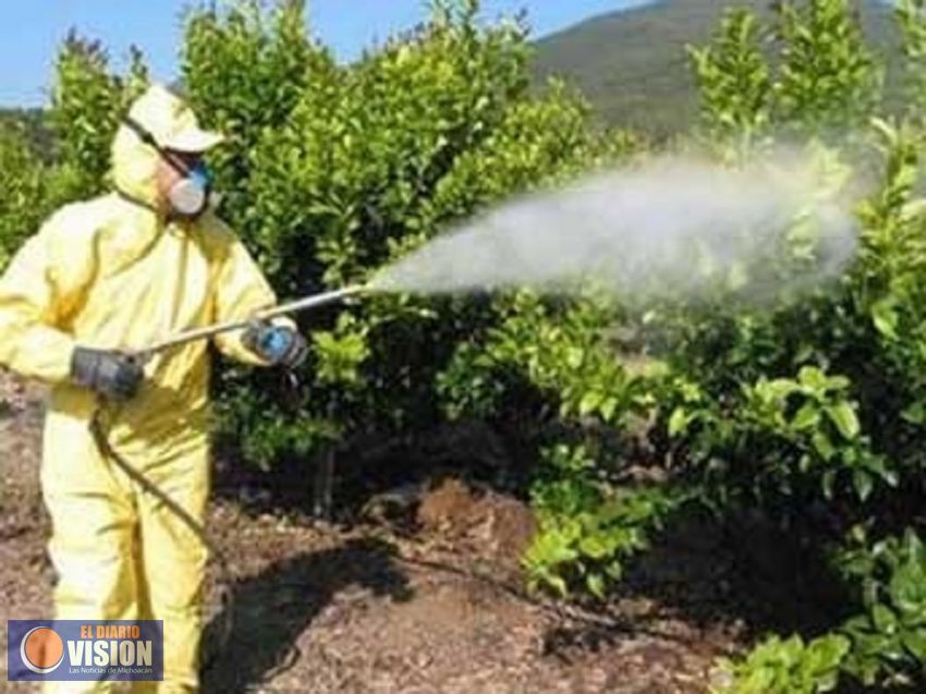 Alta prioridad, sanidad de cultivos en Michoacán: Sedrua