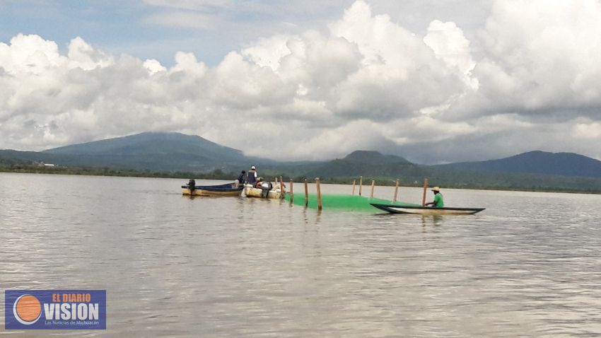 Producirá Compesca 100 mil crías de pez blanco en Michoacán