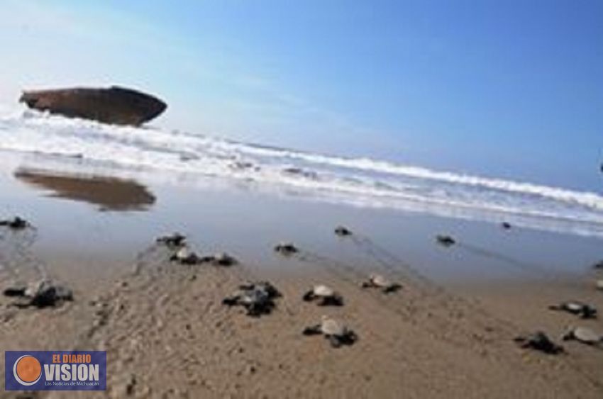 Liberar 750 mil crías de tortuga, meta 2018: Compesca