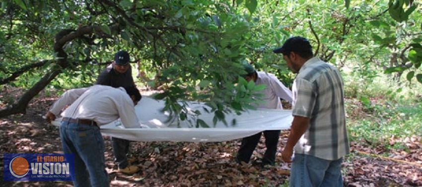Atiende Sedrua sanidad en más de 154 mil hectáreas de aguacate