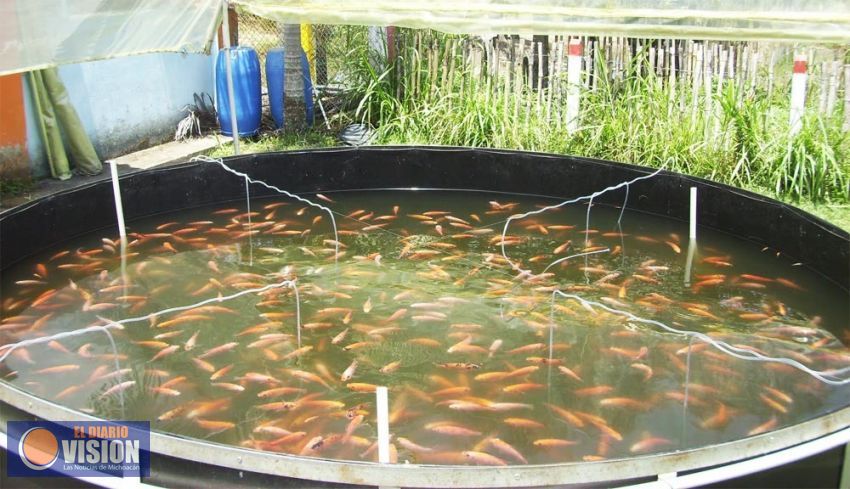 Se incrementa 38 por ciento el consumo de pescado: Compesca
