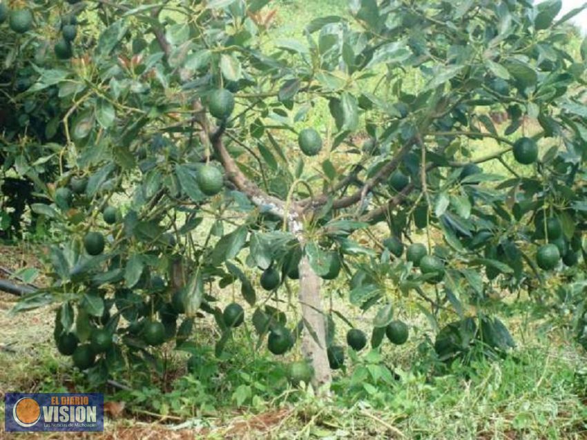 Michoacano, el 87% de aguacate del país: Sedrua