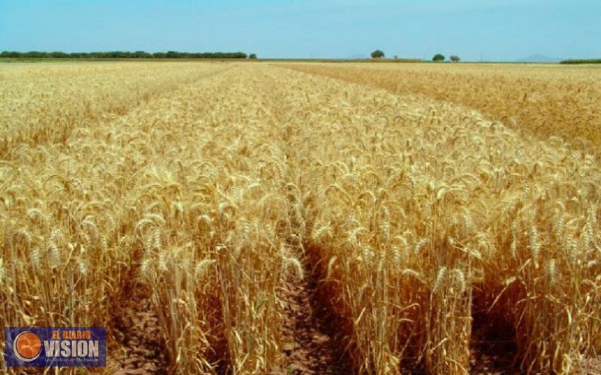 Produce Michoacán 226 mil toneladas de trigo: Sedrua