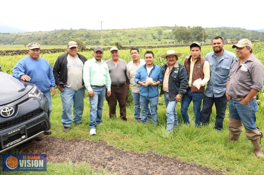 Inician acciones para el control biológico del pulgón amarillo en Coeneo