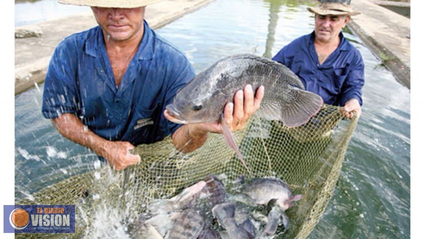 Michoacán, primer lugar nacional en sanidad acuícola: Compesca