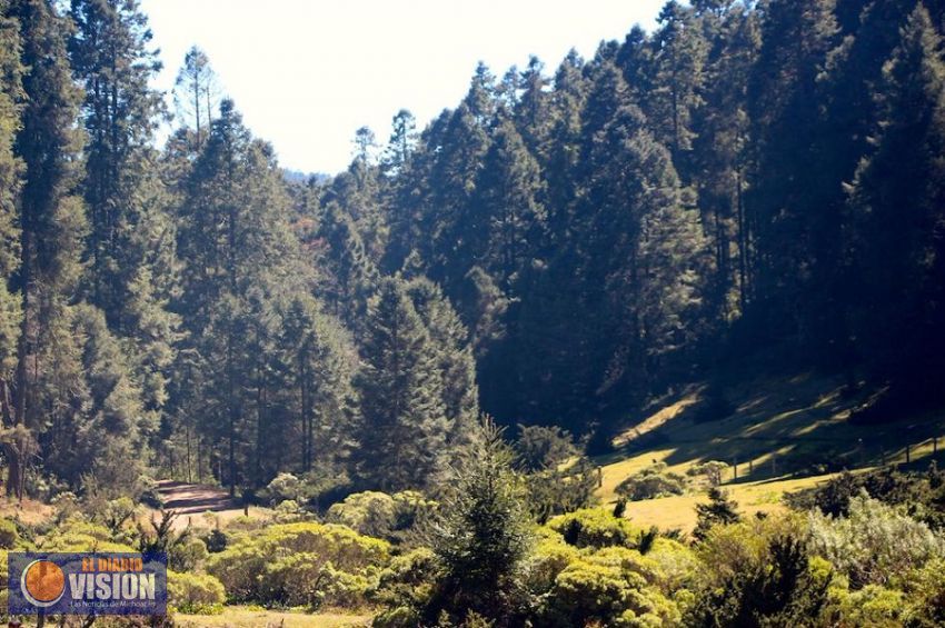 Reforestan Sierra Chincua, Santuario de la mariposa Monarca