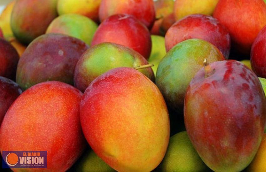 Blinda y fortalece Sedrua la producción de mango en Michoacán