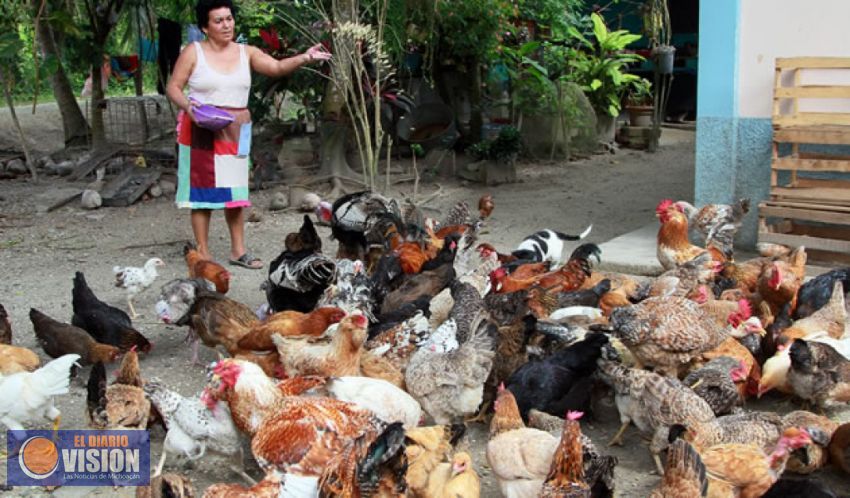 Reciben 500 familias de Contepec paquetes de gallinas ponedoras: Sedrua