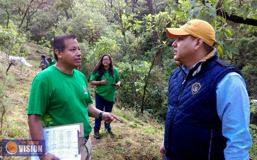 Más de cien mil plantas de pino se han reforestado en Uruapan en lo que va de la temporada