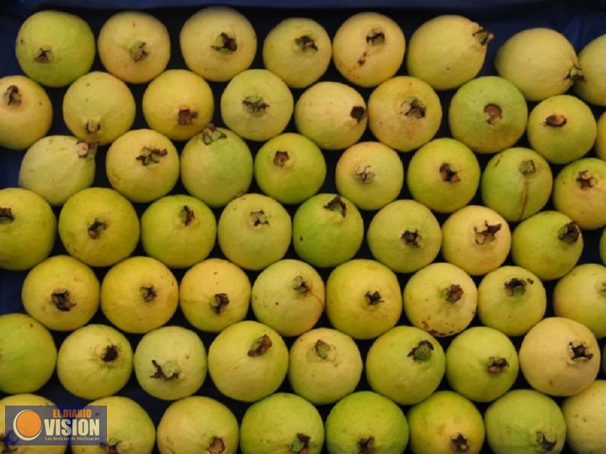 Mantiene Michoacán liderazgo en producción de guayaba: Sedrua
