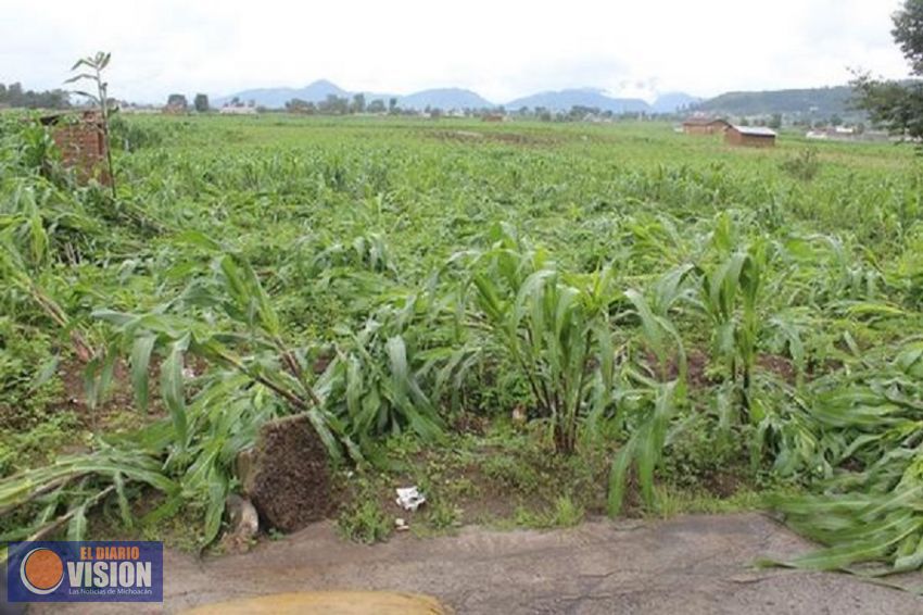 Atiende Sedrua daños en cultivos por lluvias en 52 municipios