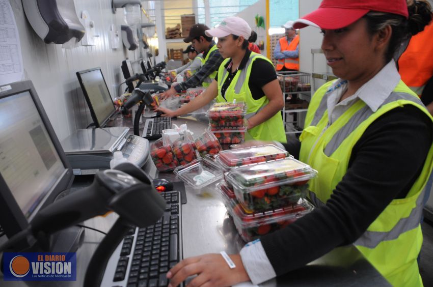 Produce Michoacán 485 mil toneladas de fresa: Sedrua