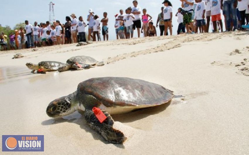 Exhorta Compesca a michoacanos a proteger a la tortuga marina