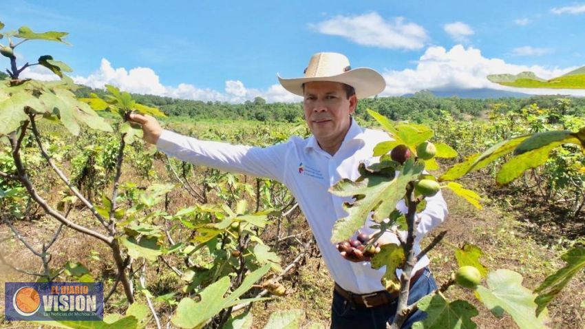 Crece interés por cultivo de higo en Michoacán: Sedrua